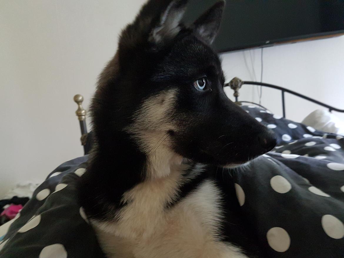 Siberian husky Cindy billede 25