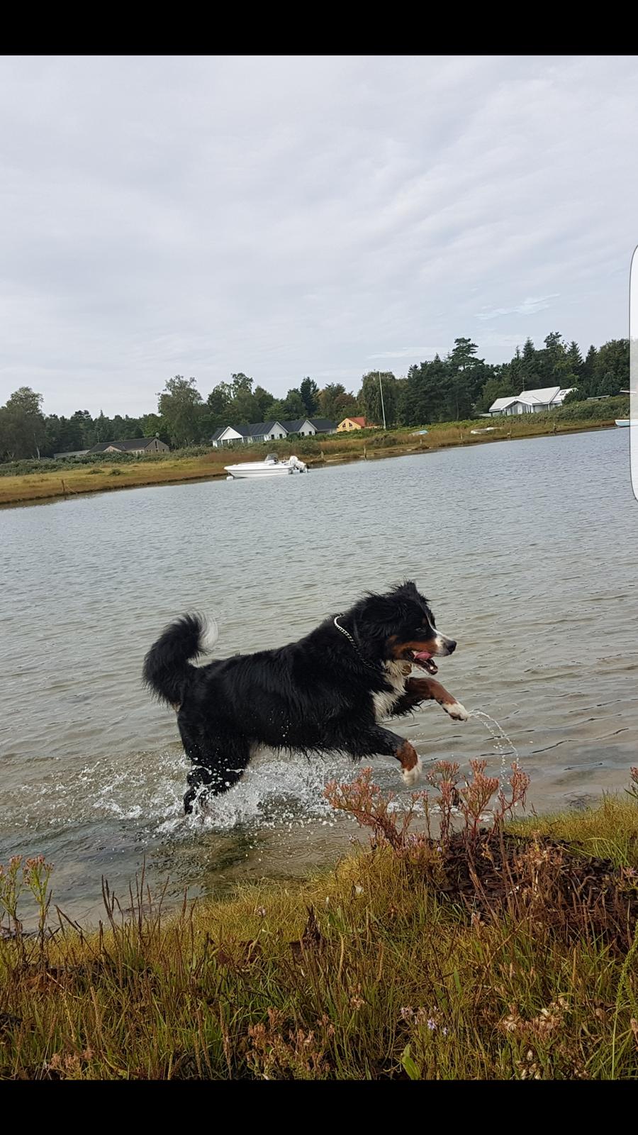 Berner sennenhund Ludvig billede 12
