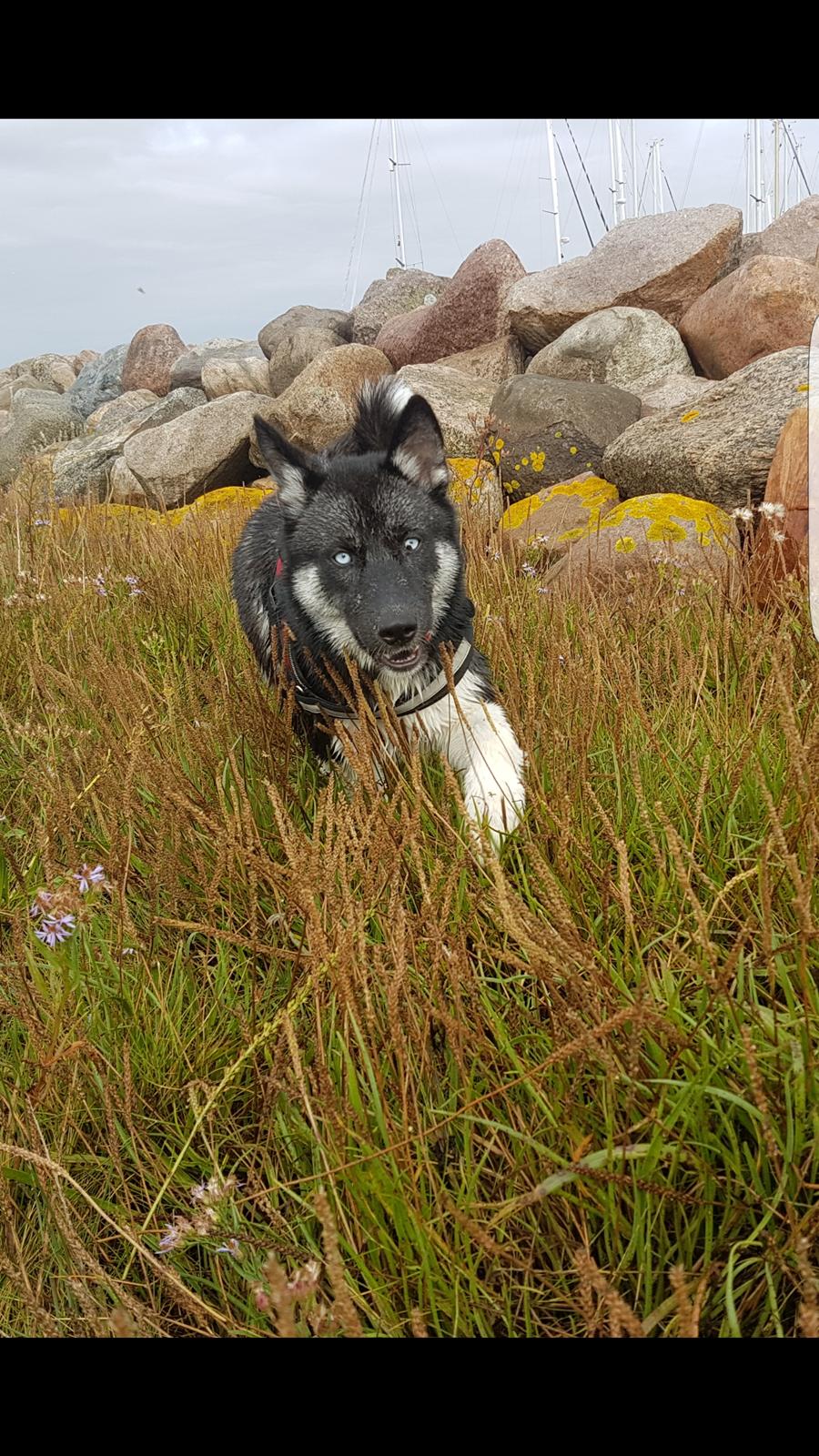 Siberian husky Cindy billede 26