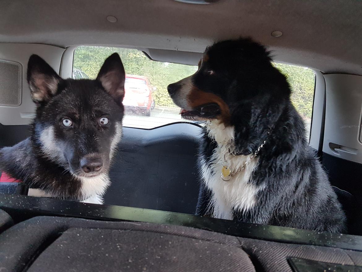 Siberian husky Cindy billede 31