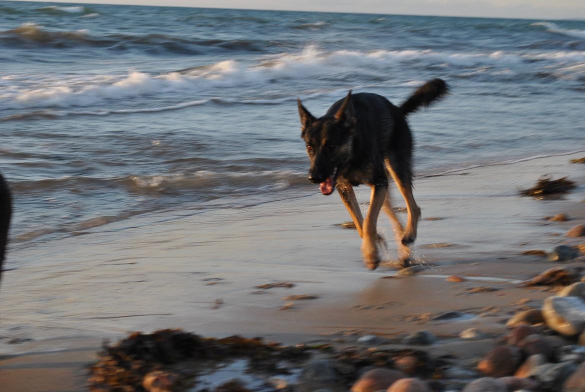 Schæferhund Amager's Nicki billede 28