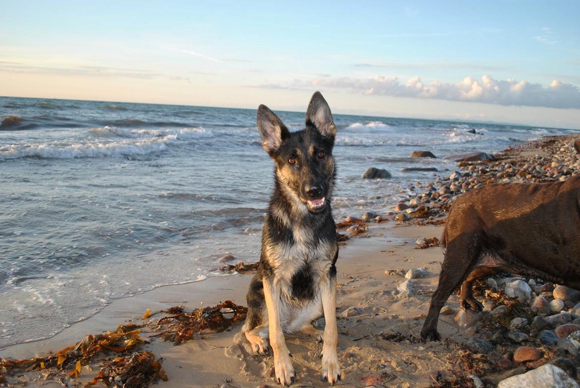 Schæferhund Amager's Nicki billede 30
