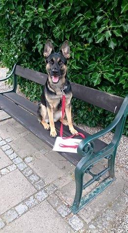 Schæferhund Amager's Nicki billede 31