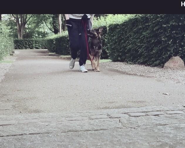 Schæferhund Amager's Nicki billede 32