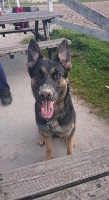 Schæferhund Amager's Nicki billede 33