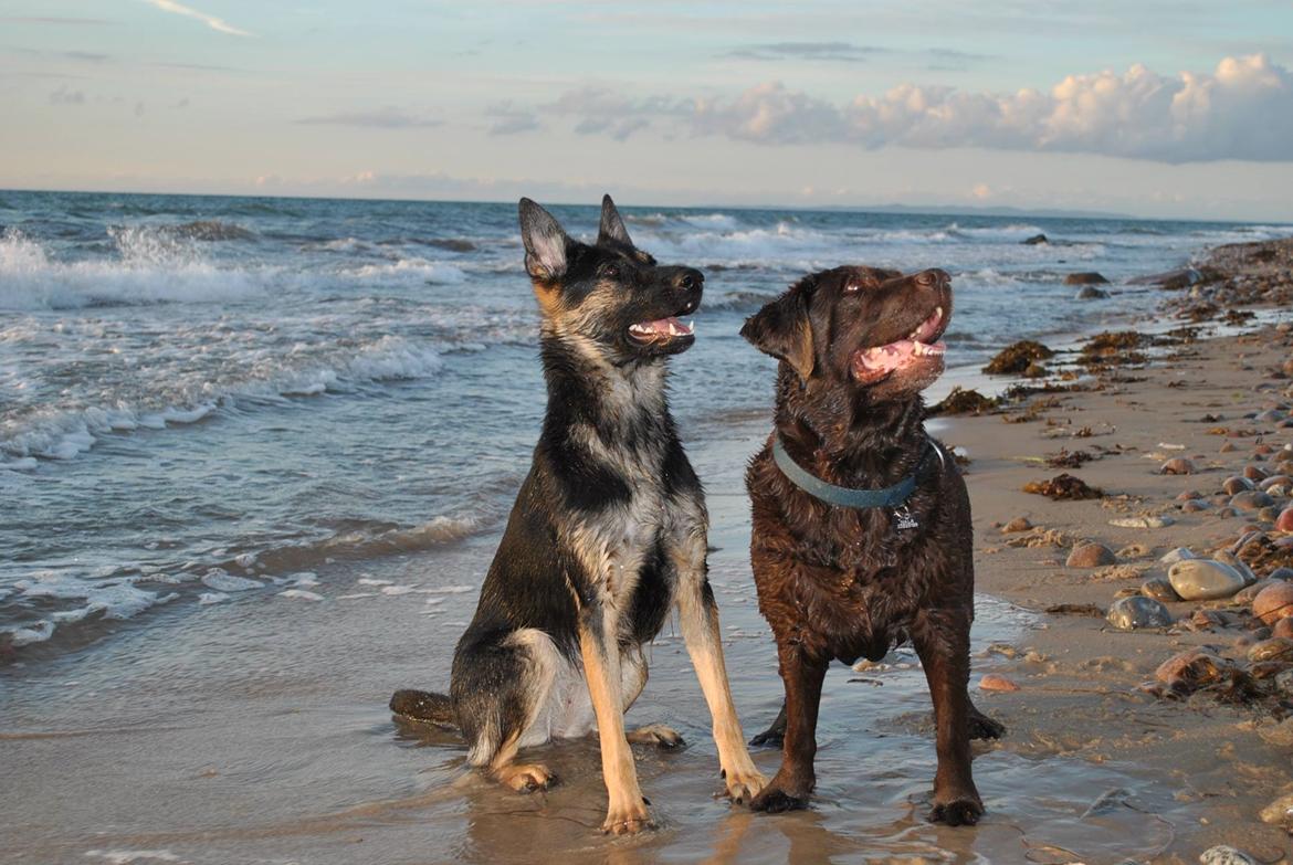 Schæferhund Amager's Nicki billede 29