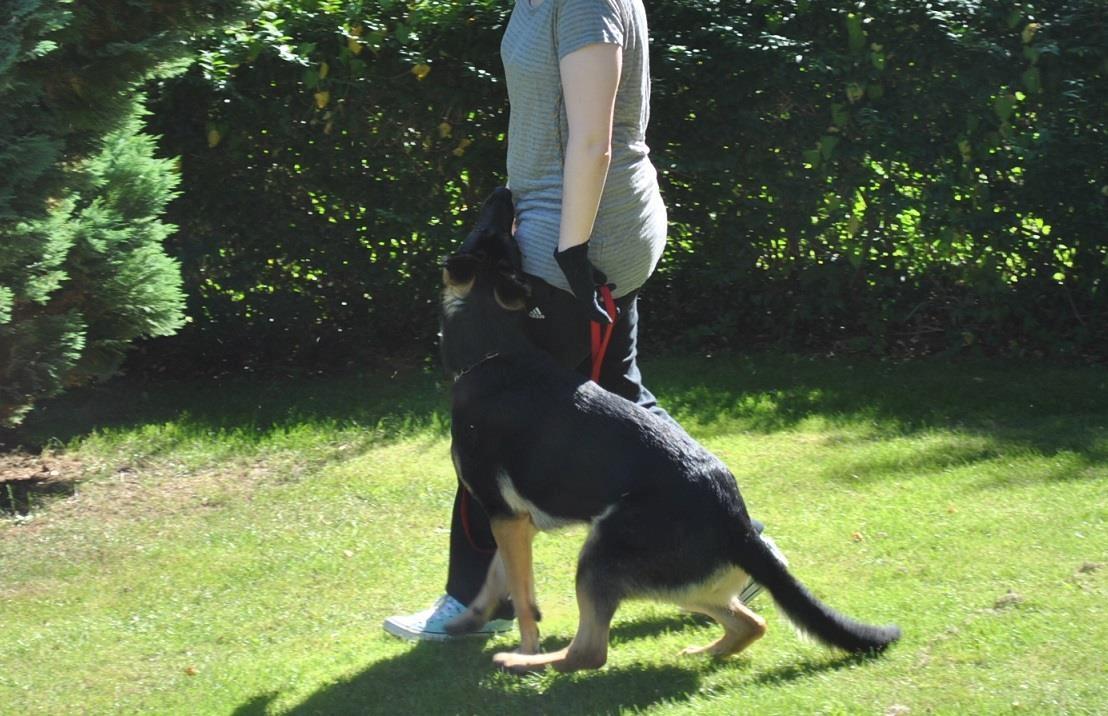 Schæferhund Amager's Nicki billede 34