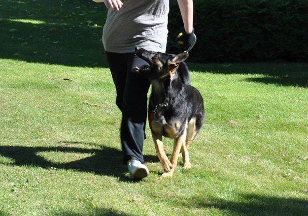 Schæferhund Amager's Nicki billede 3