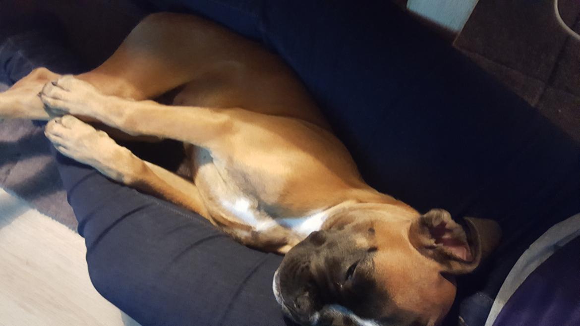 Boxer Skovhøjs Rocko (Caesar) billede 11