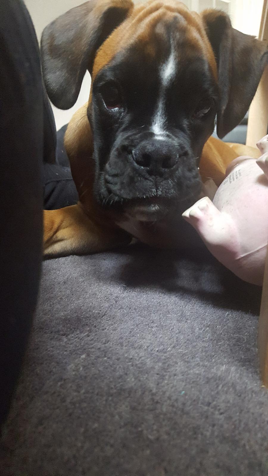 Boxer Skovhøjs Rocko (Caesar) billede 12