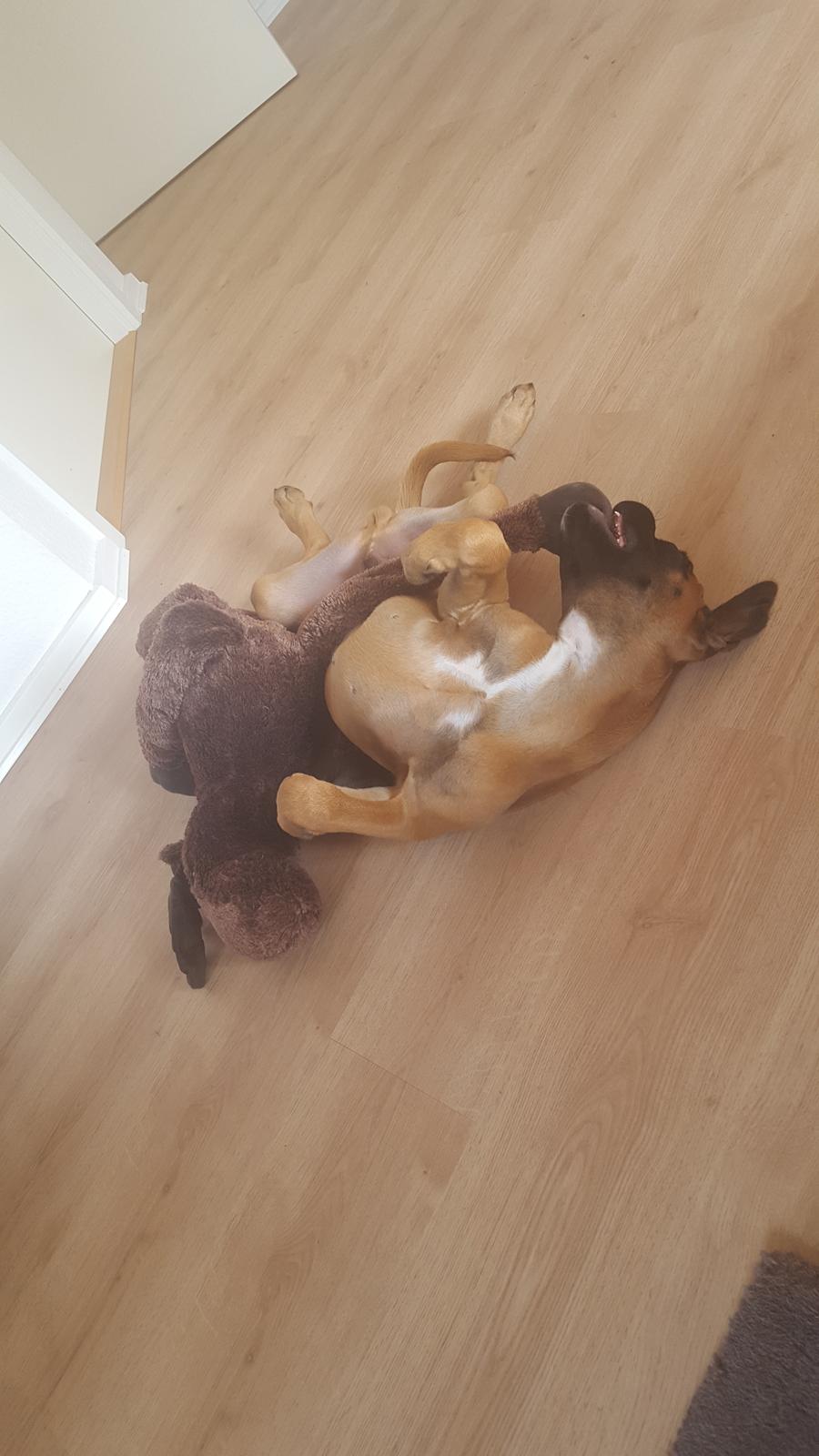 Boxer Skovhøjs Rocko (Caesar) billede 14