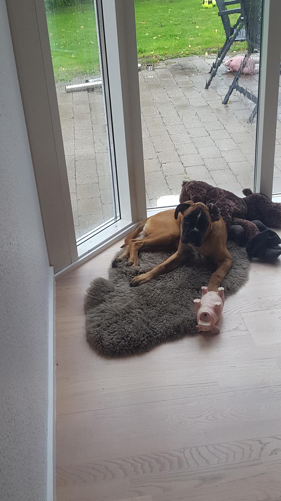 Boxer Skovhøjs Rocko (Caesar) billede 13