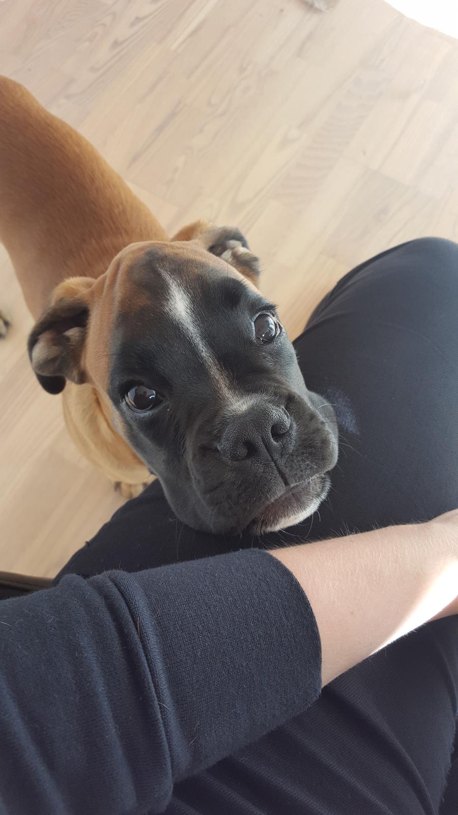 Boxer Skovhøjs Rocko (Caesar) billede 15