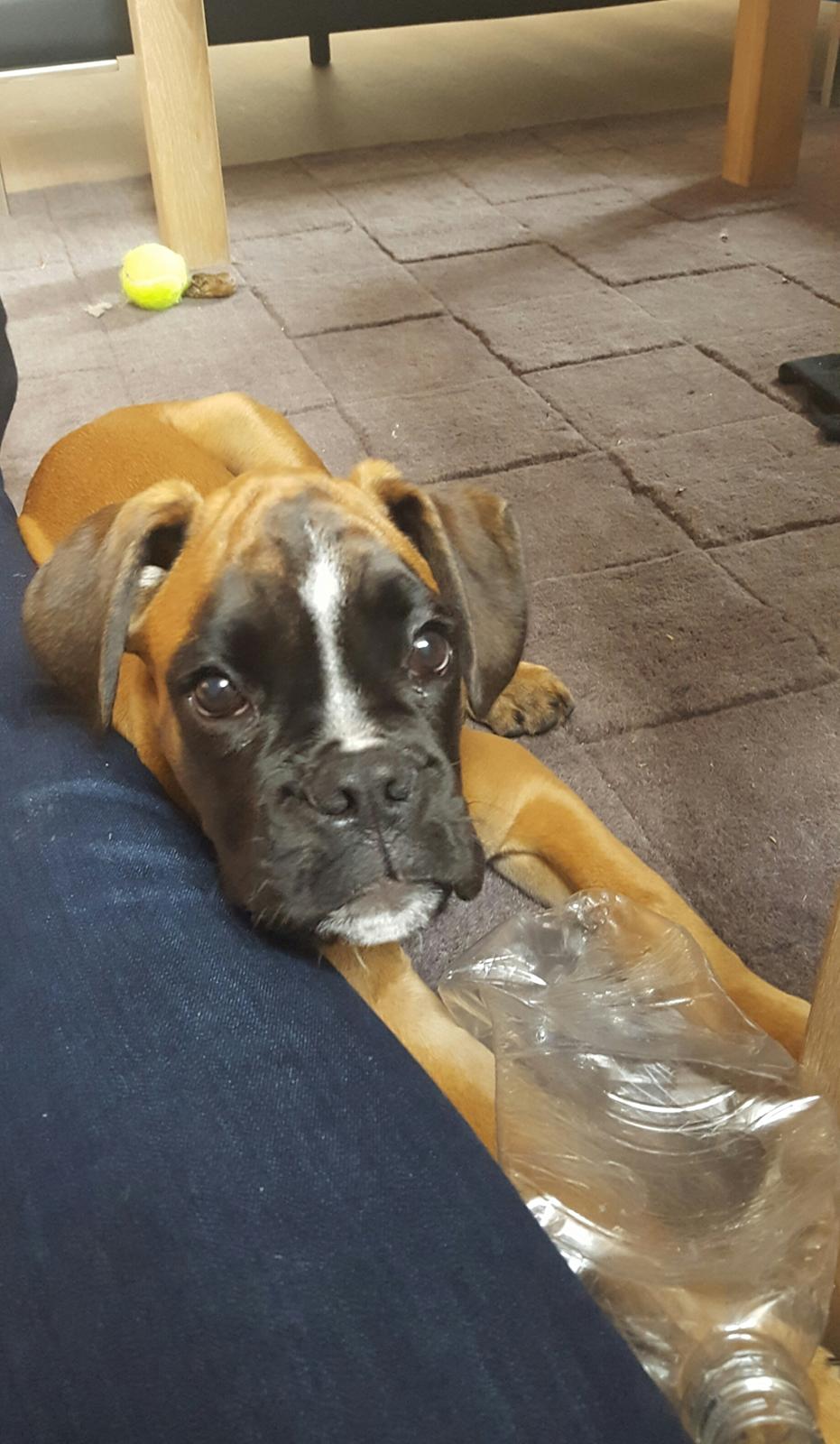 Boxer Skovhøjs Rocko (Caesar) billede 10