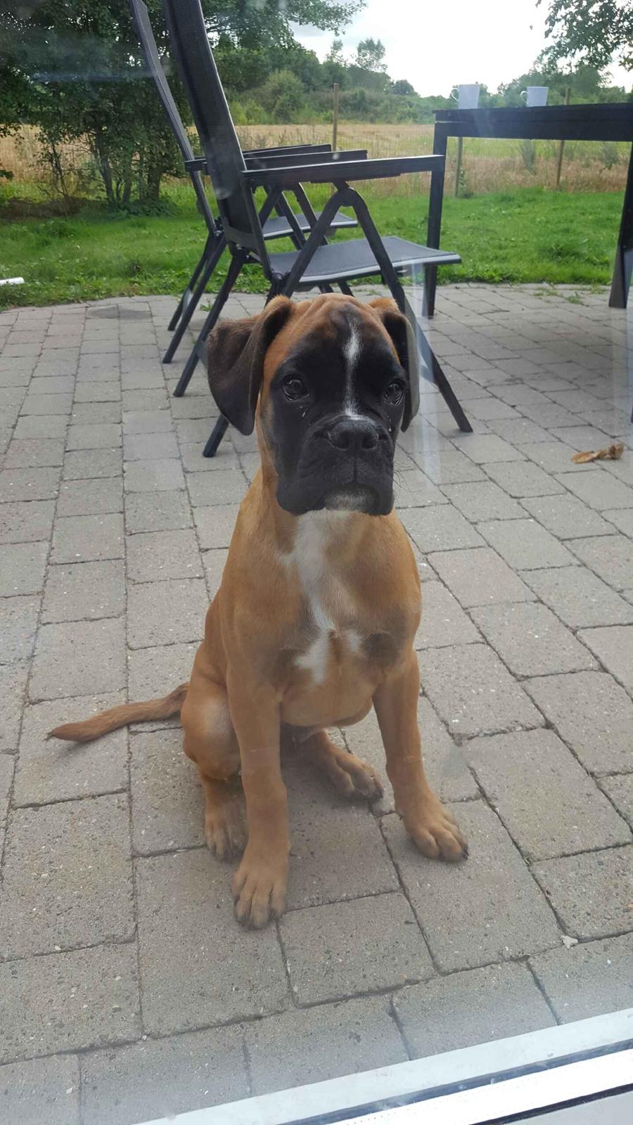 Boxer Skovhøjs Rocko (Caesar) billede 16