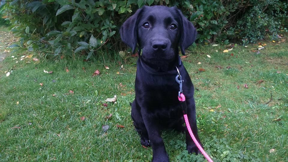 Labrador retriever Enya billede 1