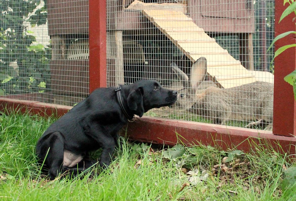 Labrador retriever Enya billede 3