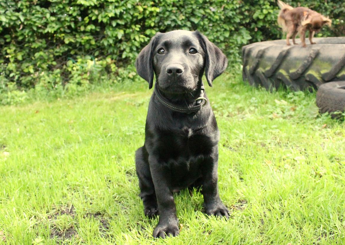 Labrador retriever Enya billede 4