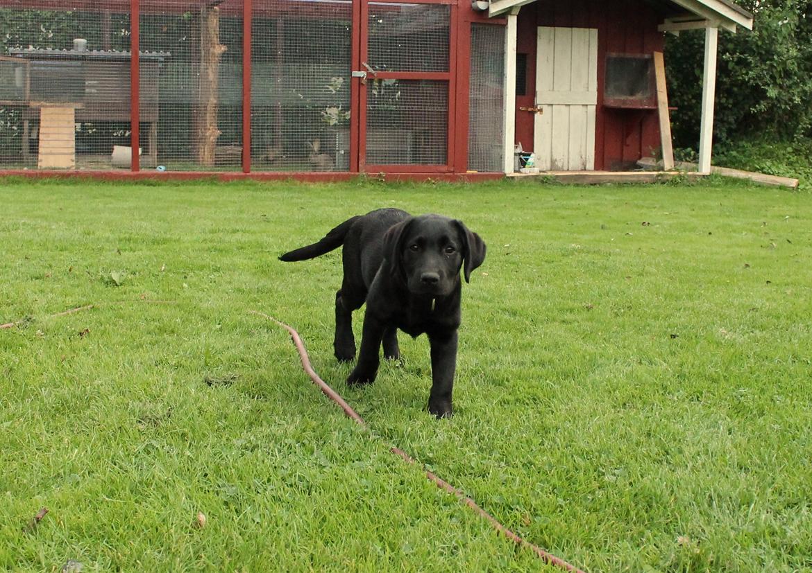 Labrador retriever Enya billede 2