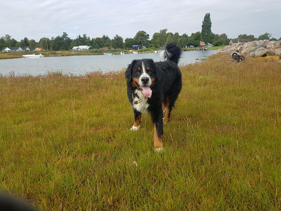 Berner sennenhund Ludvig billede 13