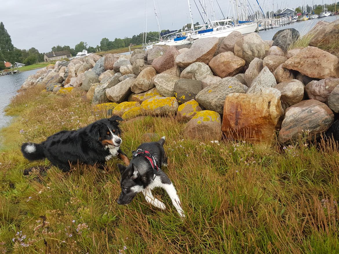 Berner sennenhund Ludvig billede 14