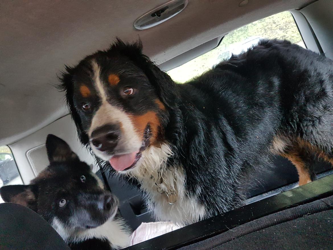 Berner sennenhund Ludvig billede 15