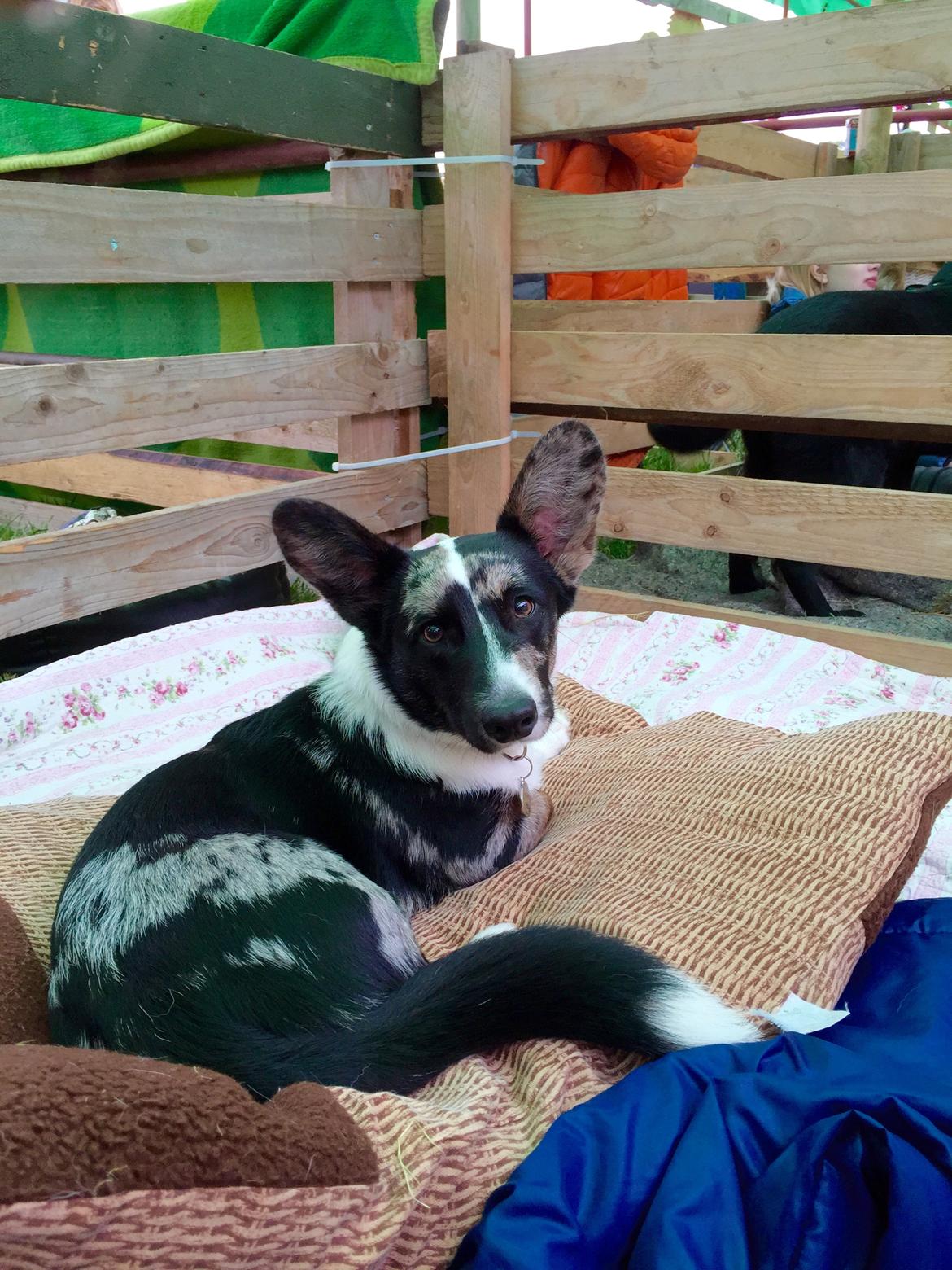 Welsh corgi cardigan Smarties Marcos (Krop-og-Poter) - Marcos til Bregentved dyrskue 2015, han tog det så flot! :) billede 43