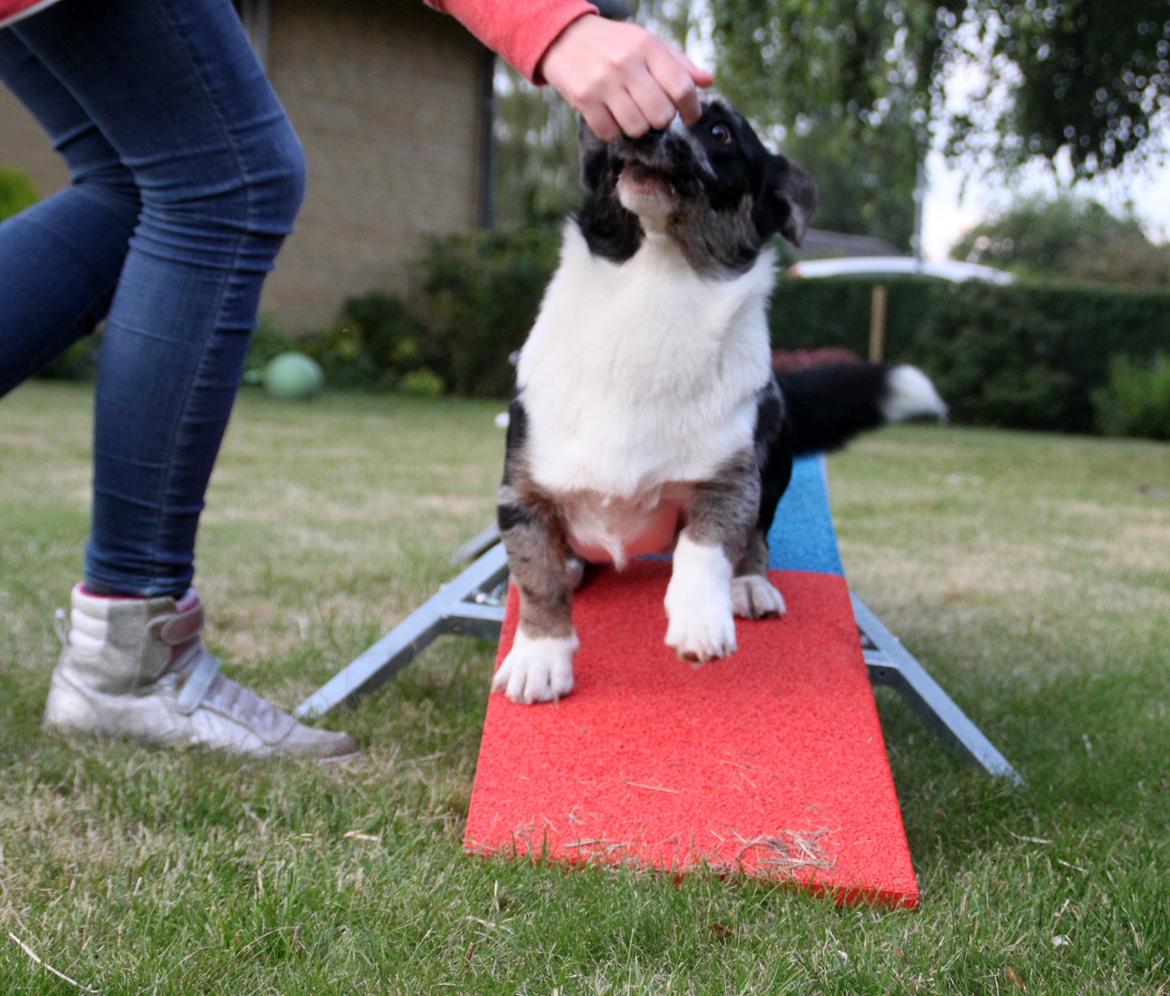Welsh corgi cardigan Smarties Marcos (Krop-og-Poter) - Lidt træning på felt-træneren :) billede 44