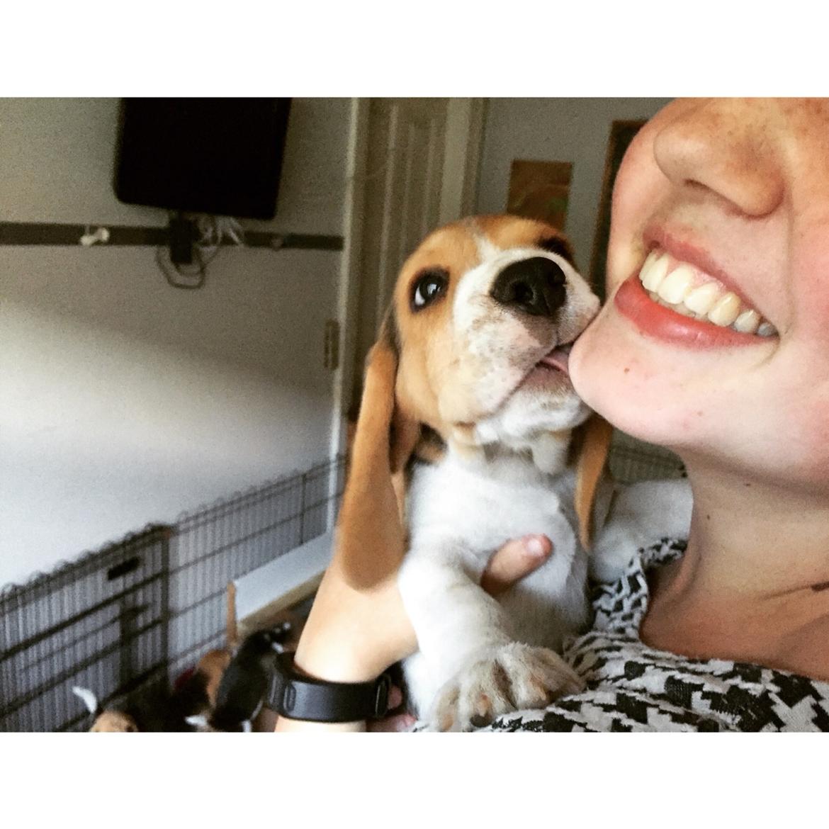 Beagle Frode billede 8