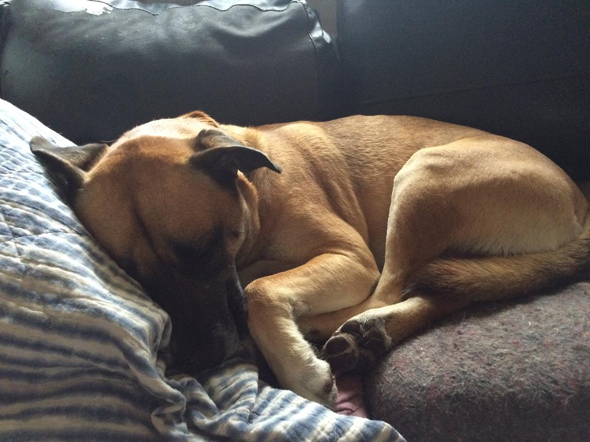 Blanding af racer Manse billede 6