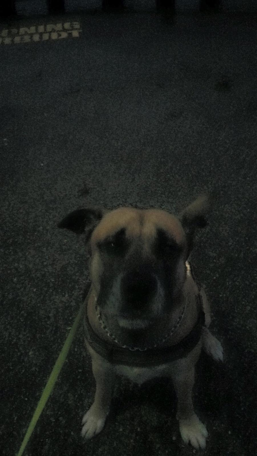 Blanding af racer Manse billede 7