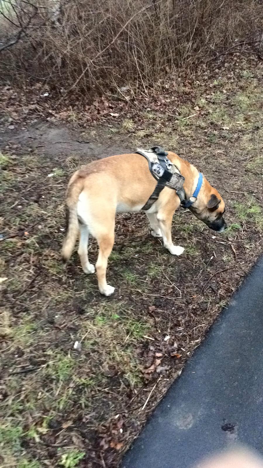 Blanding af racer Manse billede 8