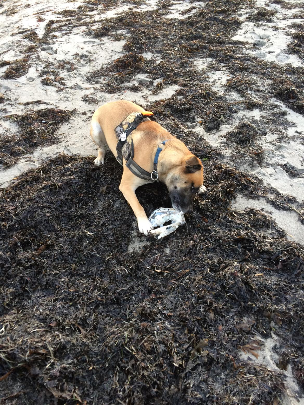 Blanding af racer Manse billede 9