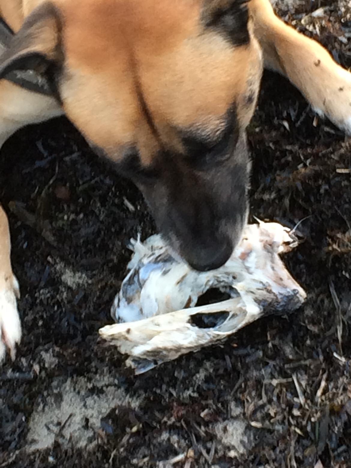 Blanding af racer Manse billede 10