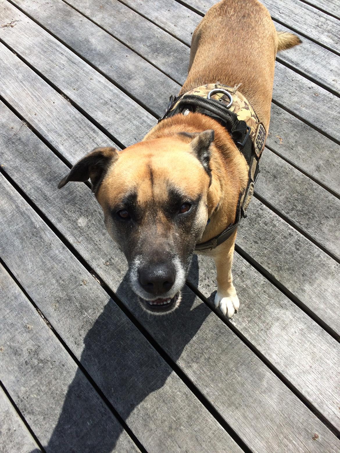 Blanding af racer Manse billede 11