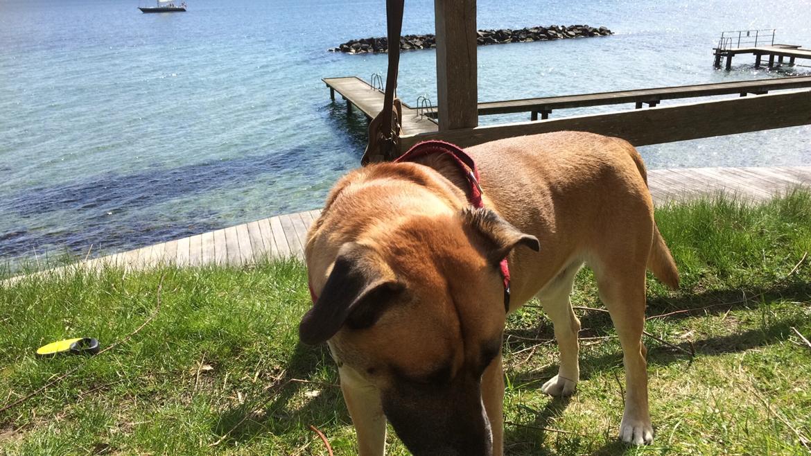 Blanding af racer Manse billede 13