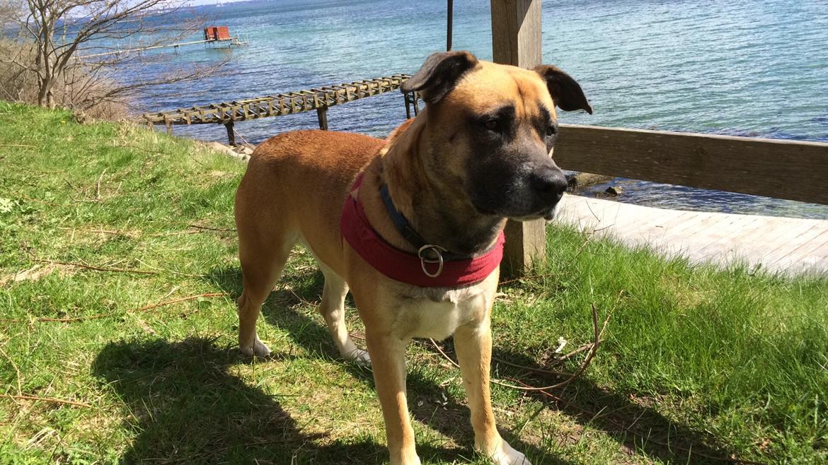 Blanding af racer Manse billede 14