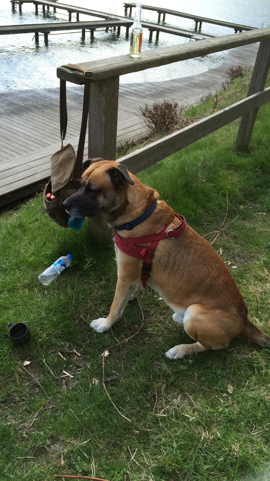 Blanding af racer Manse billede 15