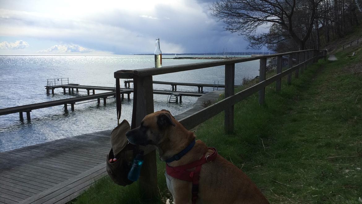 Blanding af racer Manse billede 16