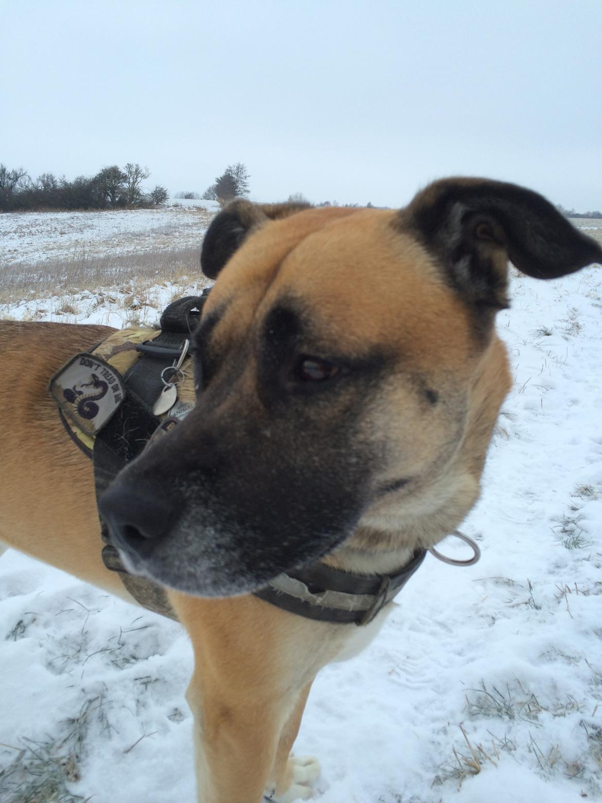 Blanding af racer Manse billede 17