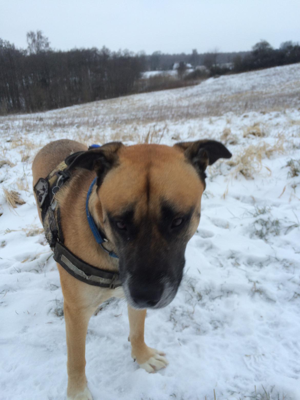 Blanding af racer Manse billede 18