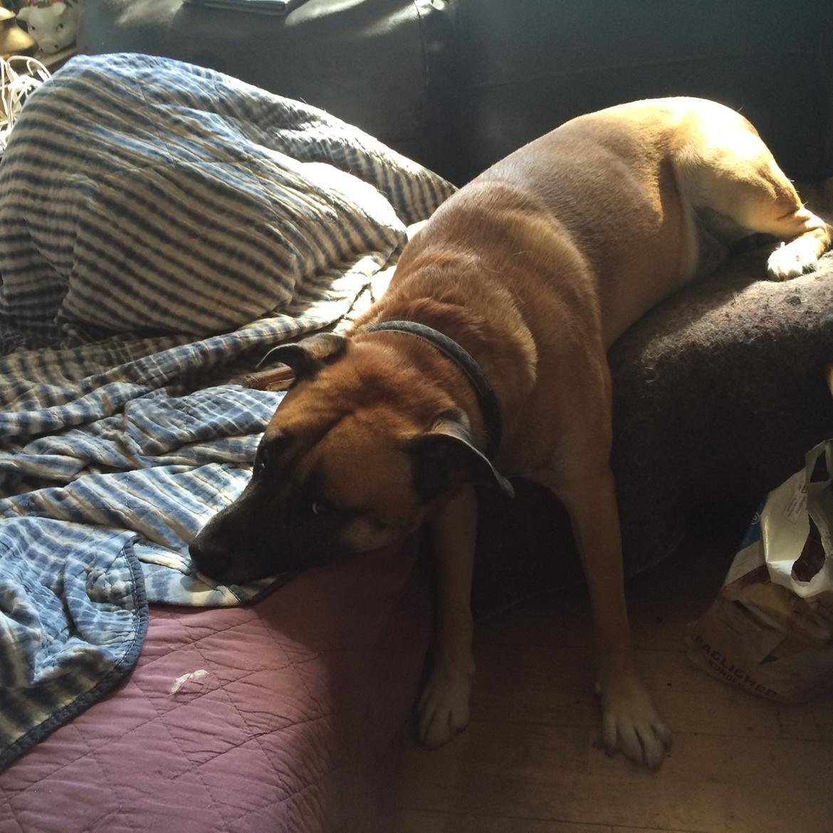 Blanding af racer Manse billede 20