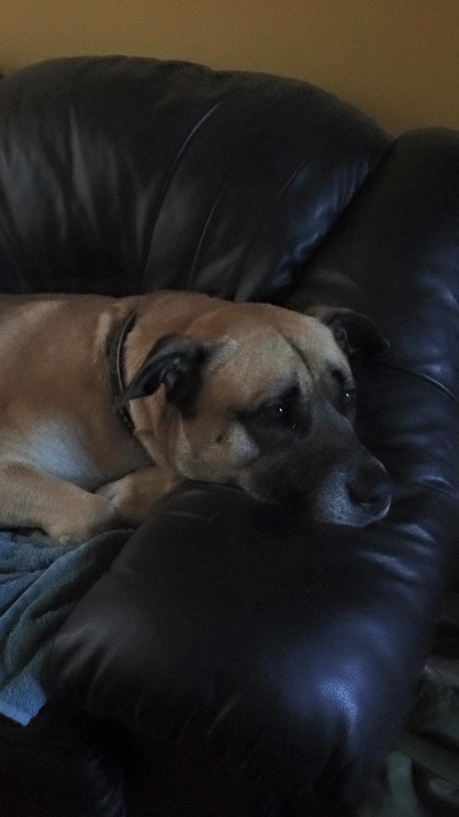 Blanding af racer Manse billede 19