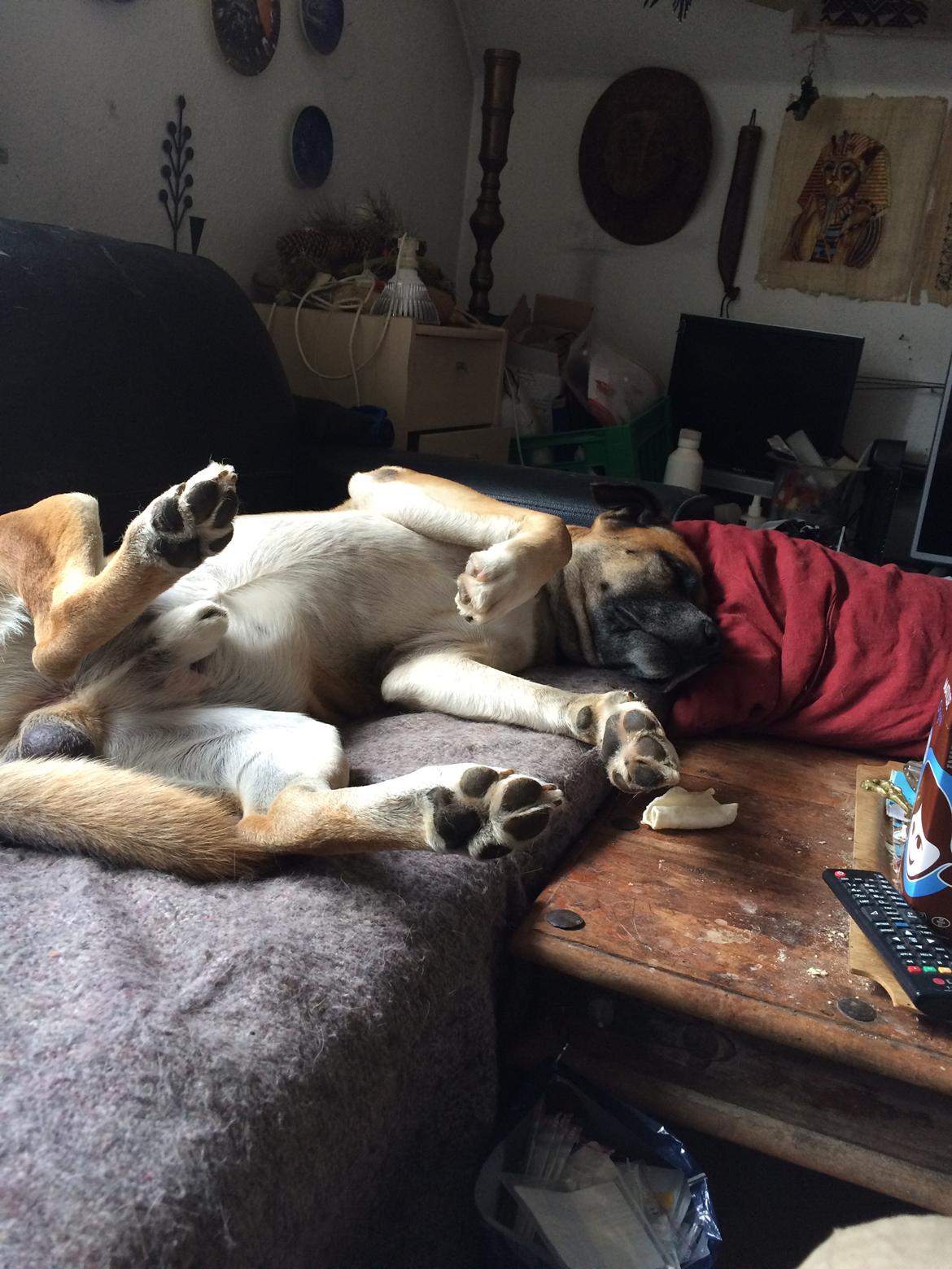 Blanding af racer Manse billede 22