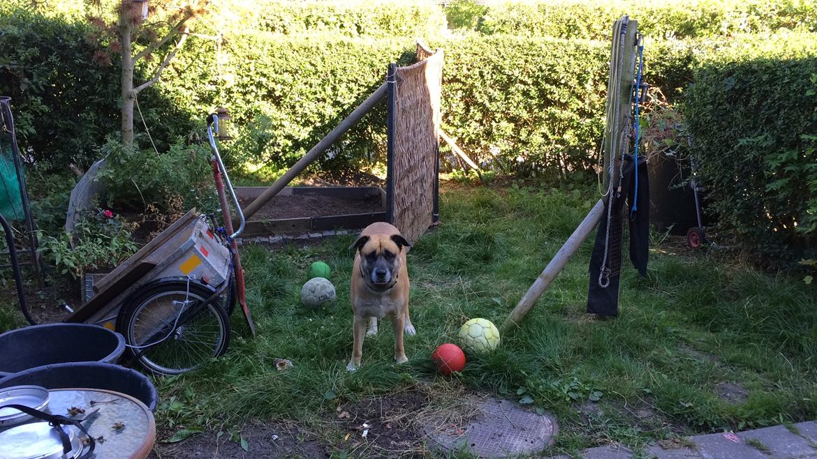 Blanding af racer Manse billede 23