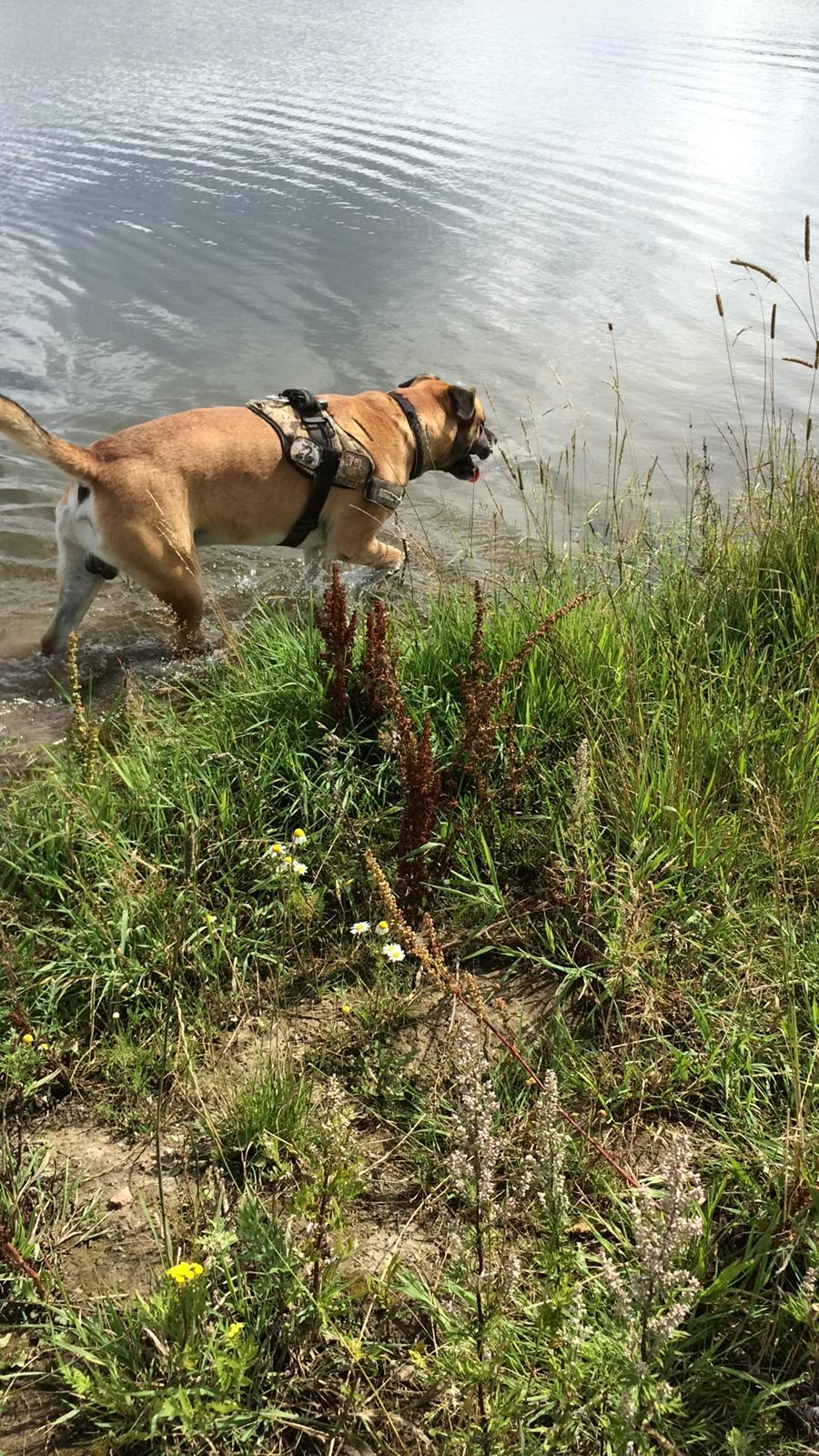 Blanding af racer Manse billede 21