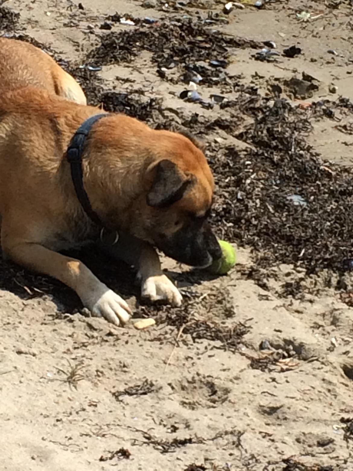 Blanding af racer Manse billede 25