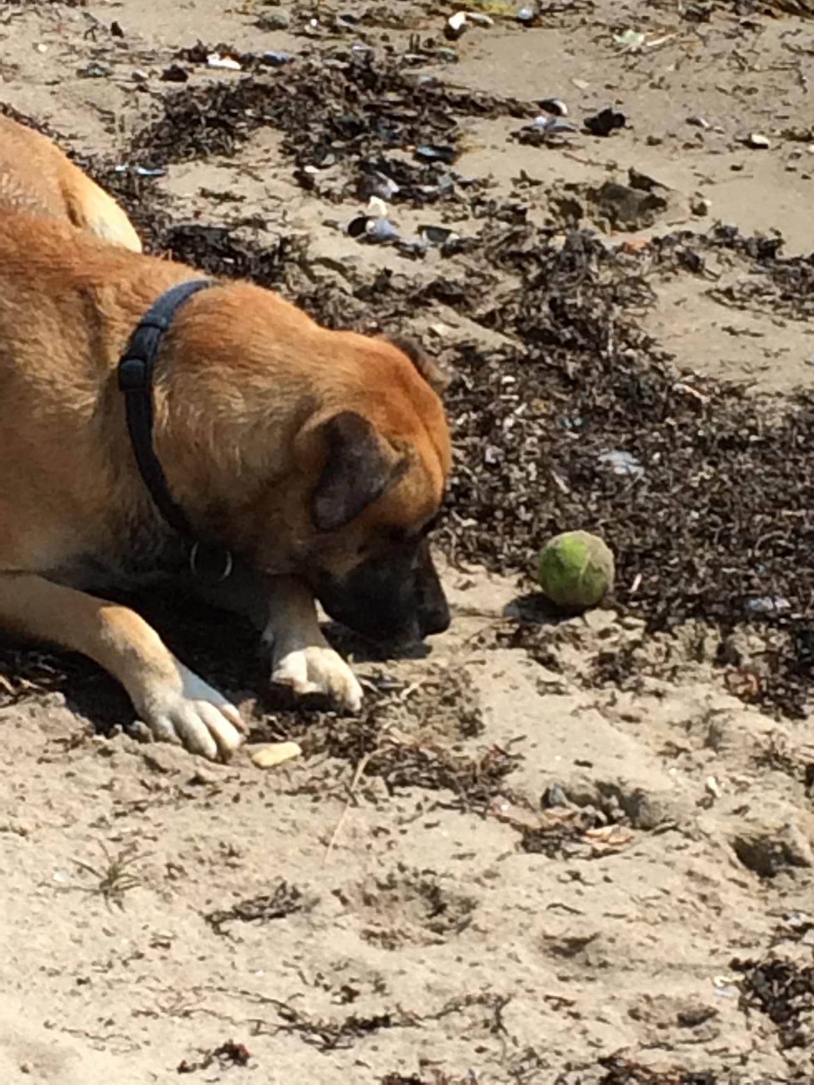 Blanding af racer Manse billede 27