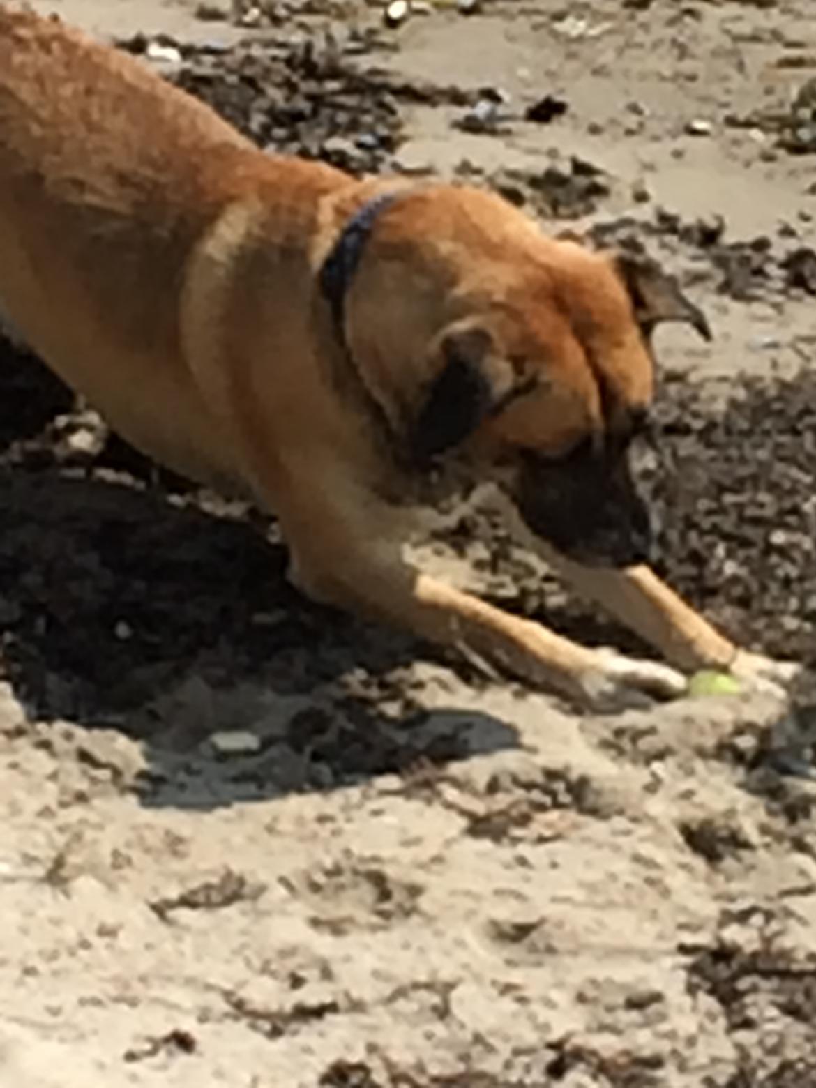 Blanding af racer Manse billede 28