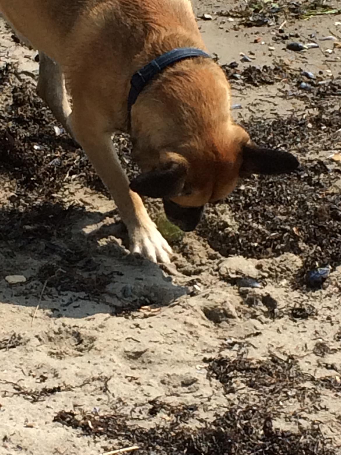 Blanding af racer Manse billede 29